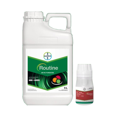Routine 200SC, chuyên xử lý hạt giống lúa, kích kháng phòng trừ bệnh cháy lá - đạo ôn