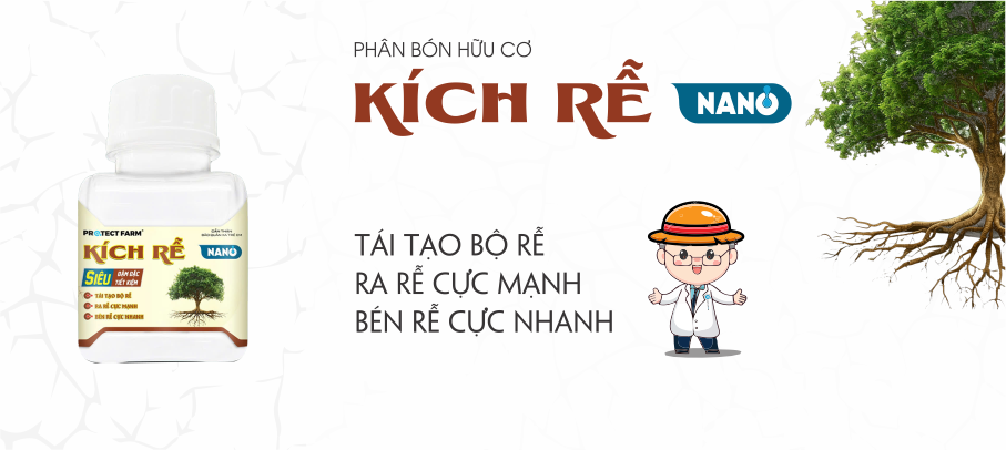 Thuốc kích rễ là gì những điều cần biết về thuốc kích rễ?