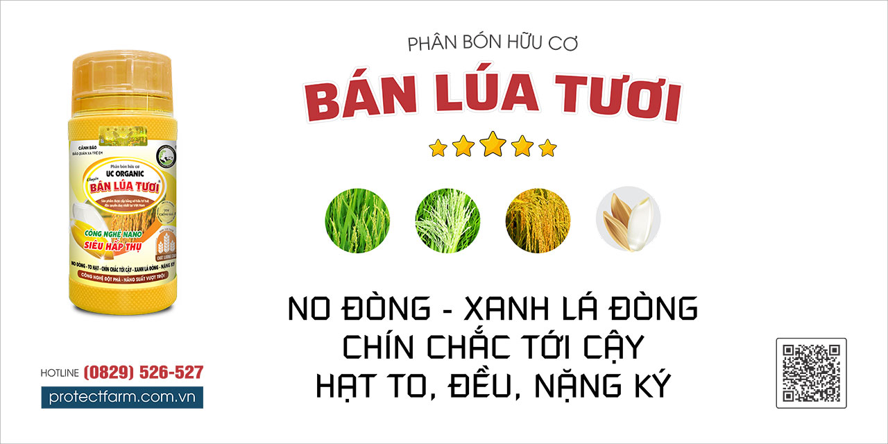 ban lua tuoi