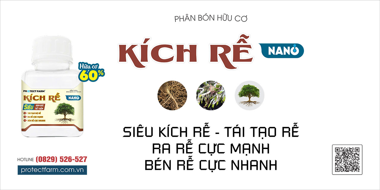 Kích rễ nano công dụng và cách dùng