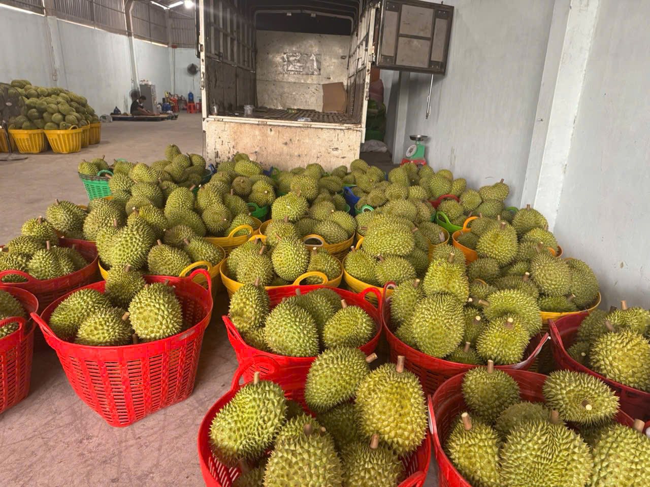  Những thuận lợi và khó khăn của nhà vườn trồng sầu riêng hiện nay